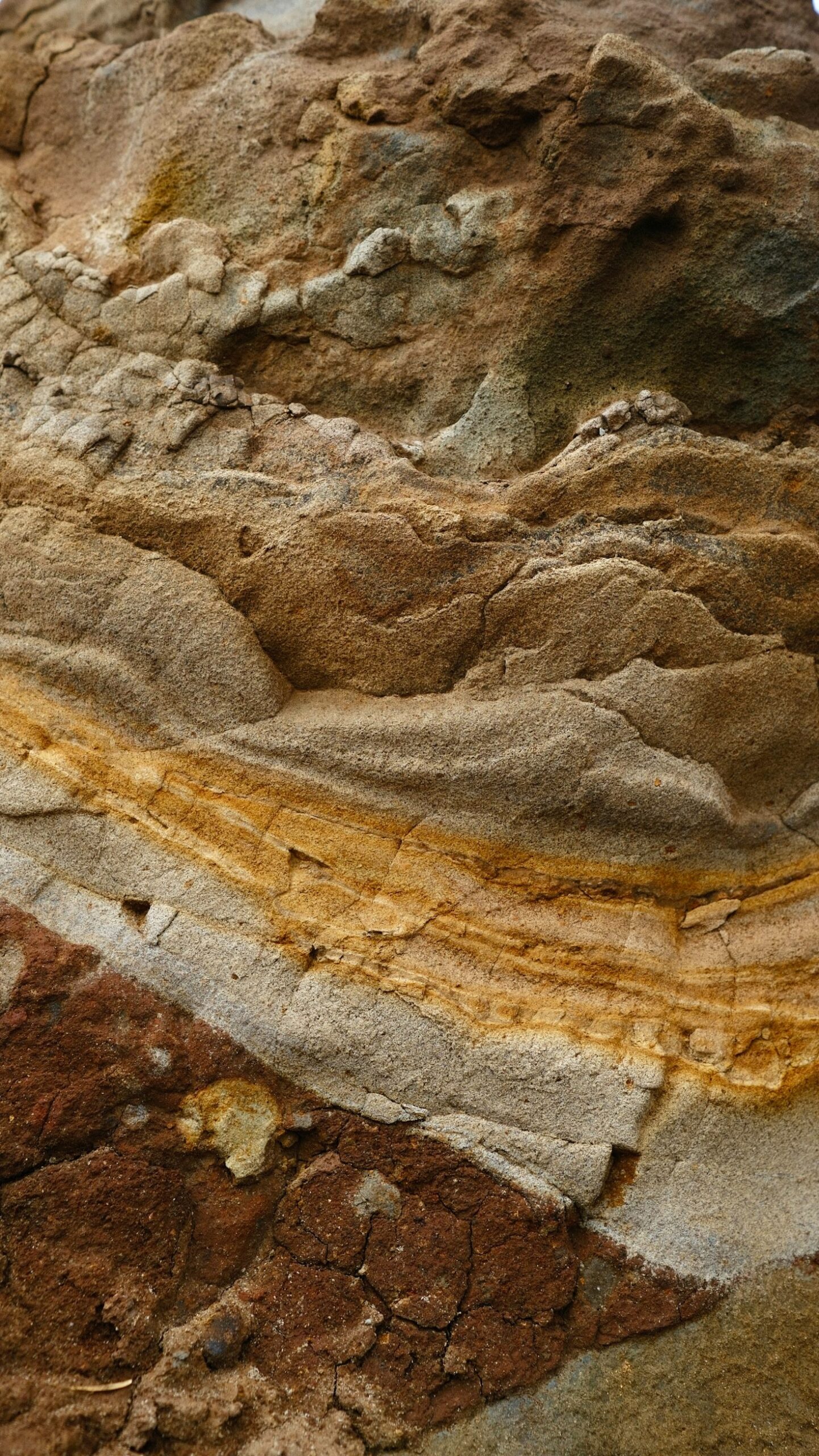 The Beauty of European Sourced Fossils